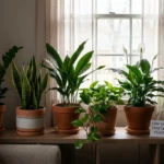 robuste zimmerpflanzen wenig licht b6a5d2f237 (1)